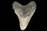 Fossil Megalodon Tooth - North Carolina #99856-1